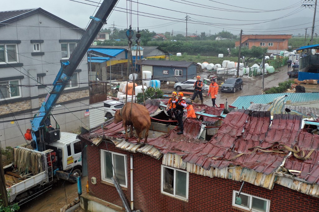 A cow is hoisted off by rescue services from a rooftop after seeking refuge there during heavy flooding only to be stranded, at a farm in Gurye, Jeolla province on August 10, 2020. - Landslides and flooding triggered by days of heavy rain in South Korea have left at least 30 people dead and 12 missing, officials said on August 9, warning of more downpours. (Photo by STR / YONHAP / AFP) / - South Korea OUT / REPUBLIC OF KOREA OUT  NO ARCHIVES  RESTRICTED TO SUBSCRIPTION USE