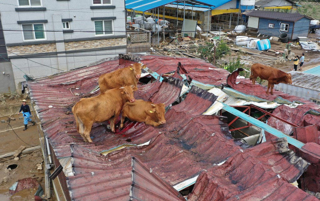 This photo taken on August 9, 2020 shows cows stranded on a rooftop after seeking refuge there during heavy flooding only to be stranded once the floodwaters receded, at a farm in Gurye, Jeolla province. - Landslides and flooding triggered by days of heavy rain in South Korea have left at least 30 people dead and 12 missing, officials said on August 9, warning of more downpours. (Photo by STR / YONHAP / AFP) / - South Korea OUT / REPUBLIC OF KOREA OUT  NO ARCHIVES  RESTRICTED TO SUBSCRIPTION USE