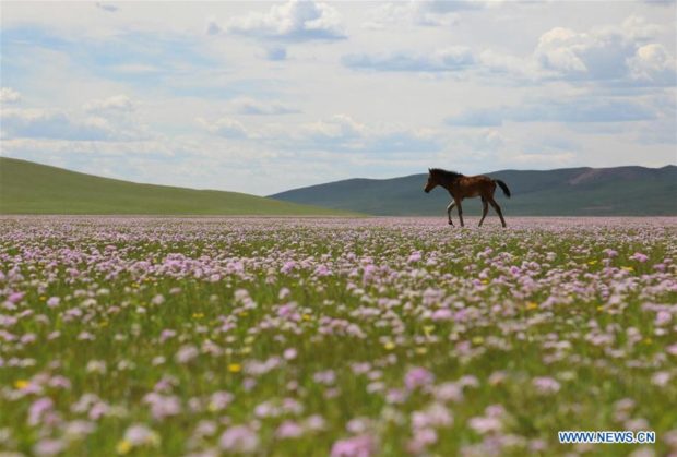grassland Inner Mongolia