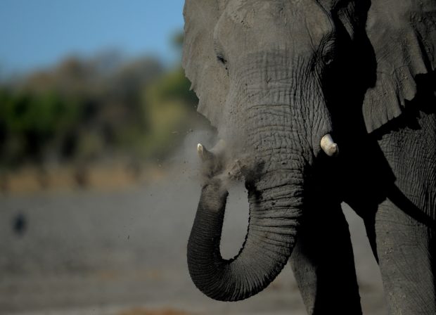 Botswana's mass elephant deaths caused by bacteria, says gov't
