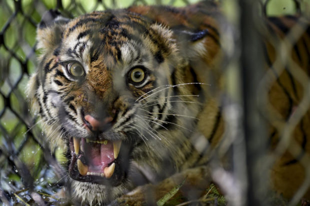 Sumatran tiger cats animals