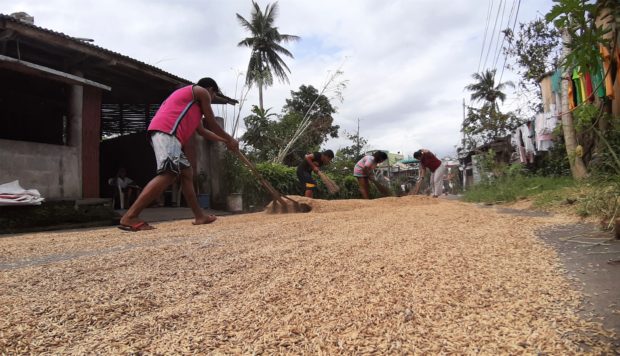 Residents of Ligao City in Albay province takes advantage of the sunny weather by drying the harvested palay before Typhoon Rolly will hit Bicol region. Photo by MICHAEL B. JAUCIAN
