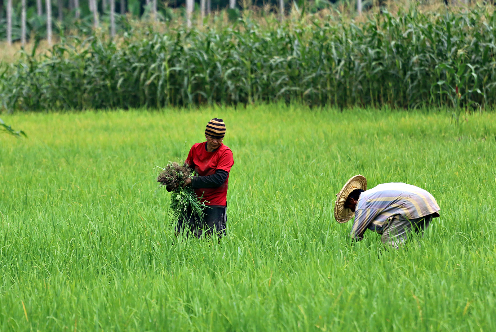Gov’t won’t allow rice imports during harvest season – Palace