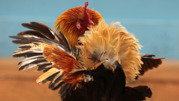Cockfighting was one of the Filipinos' favorite past time. INQUIRER.net STOCK PHOTO