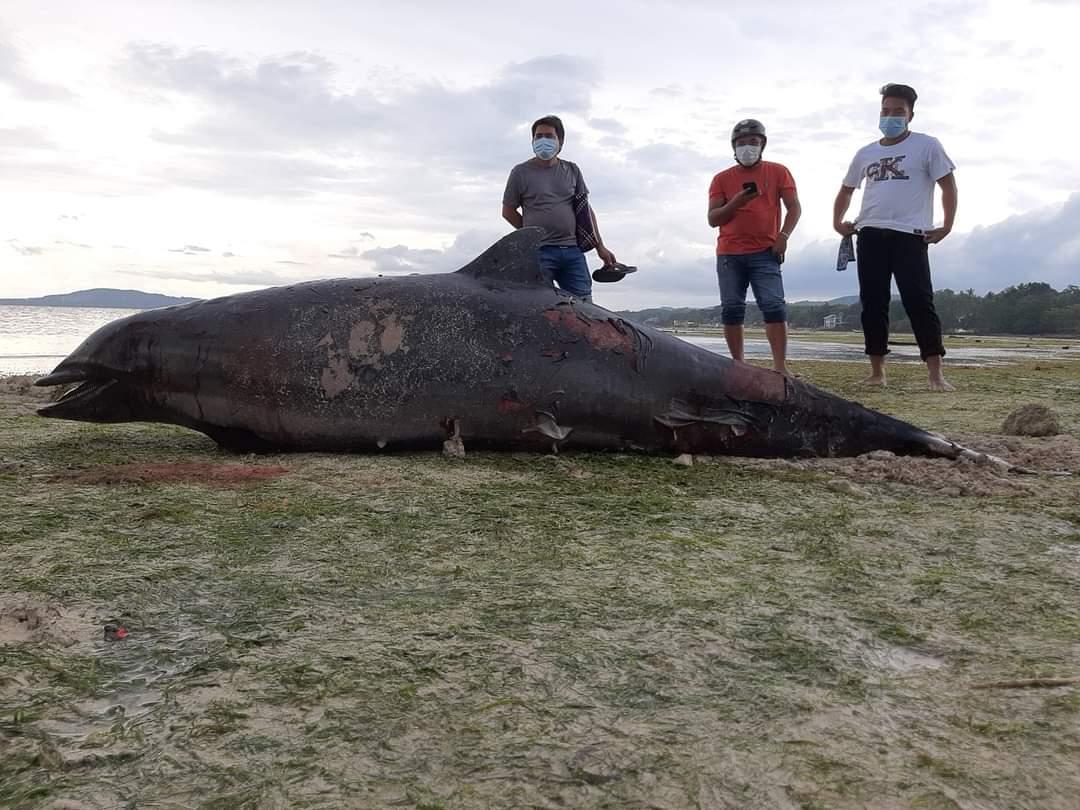 A pregnant Fraser’s dolphin was found dead on the shores of Bahi village in Albuquerque town, Bohol province on Wedneday. PHOTO FROM BOHOL ENVIRONMENT MANAGEMENT OFFICE