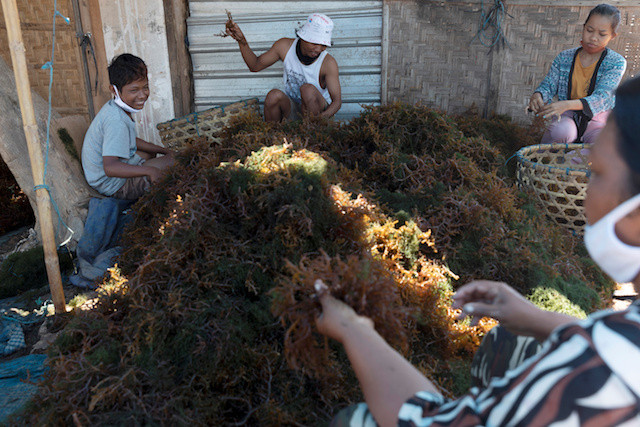 seaweed cleaning Nusa Lembongan Bali indonesia