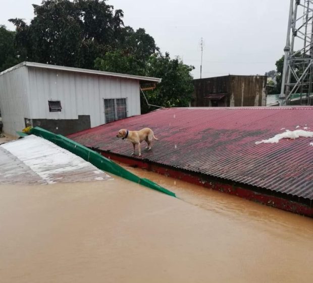 bruno dog stranded stuck ulysses marikina