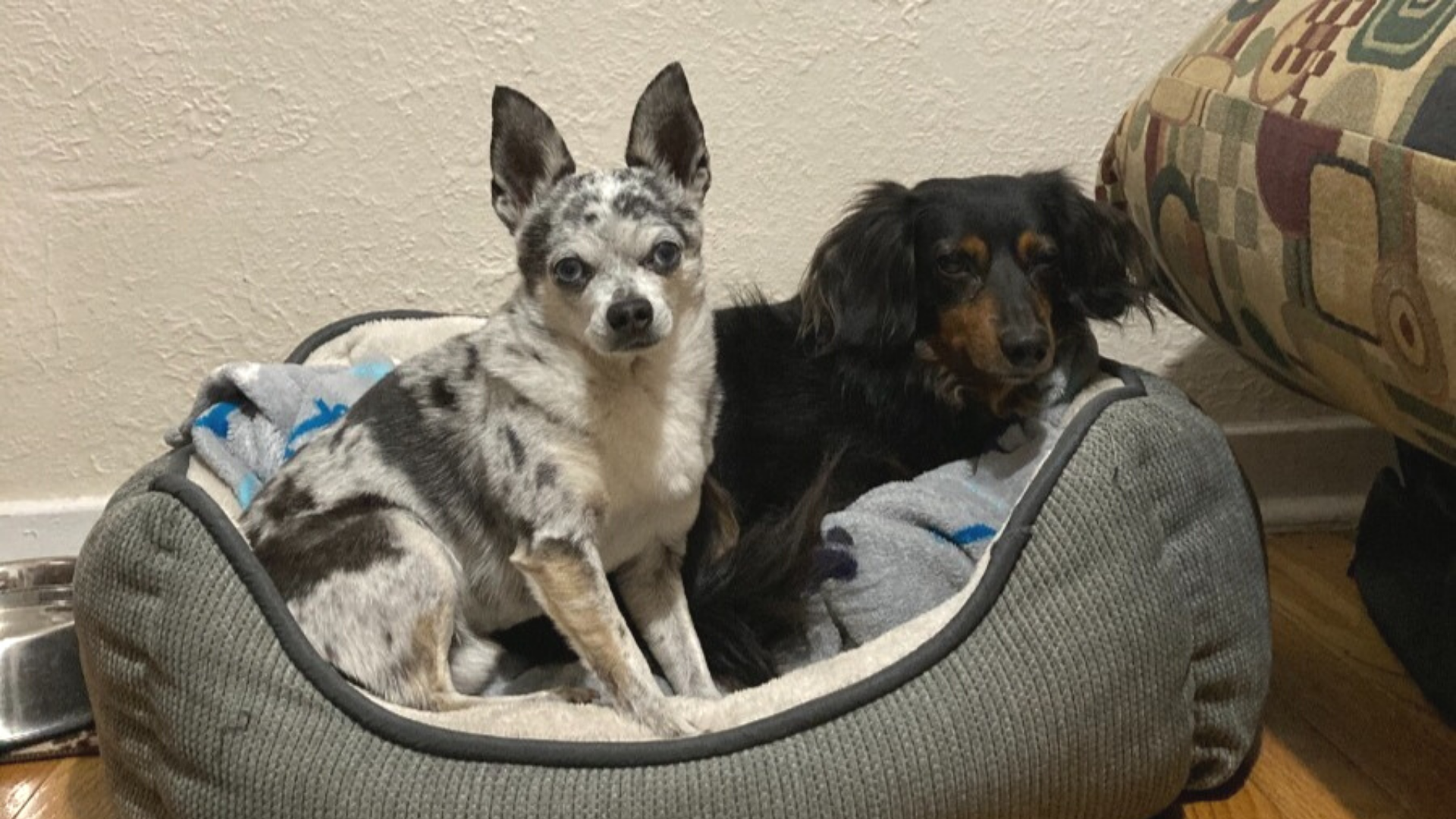 'An absolute miracle' Dachshund saves dog friend from mountain lion