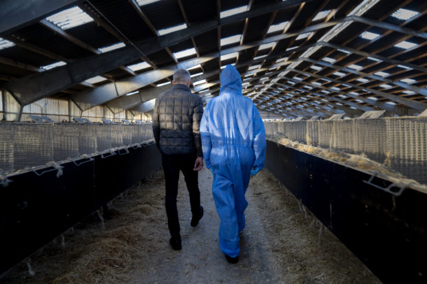 Denmark to exhume millions of minks culled over virus