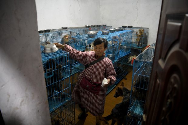 china dog animal rescue