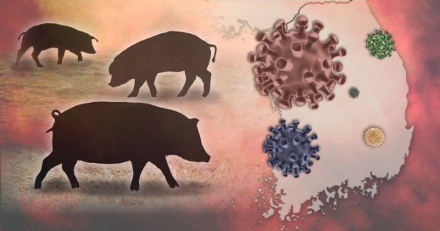 African swine flu