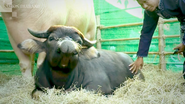 pug-faced buffalo
