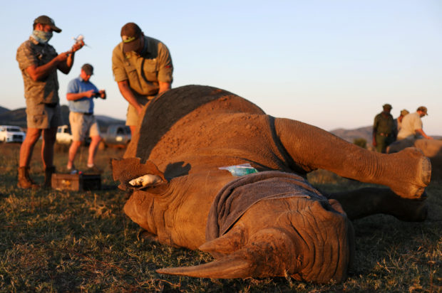 Namibia sees steady downward trend in rhino and elephant poaching