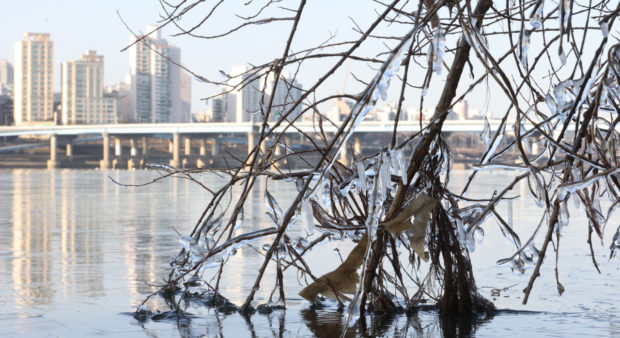 frozen tree branches Han river
