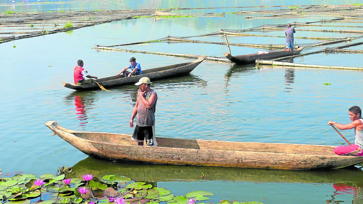 Lake Sebu fish kill destroys P20M worth of tilapia Inquirer News