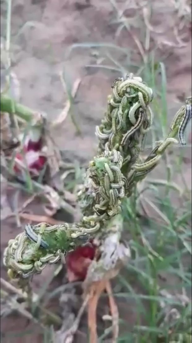 Armyworms attack onion farms in Pangasinan town Inquirer News