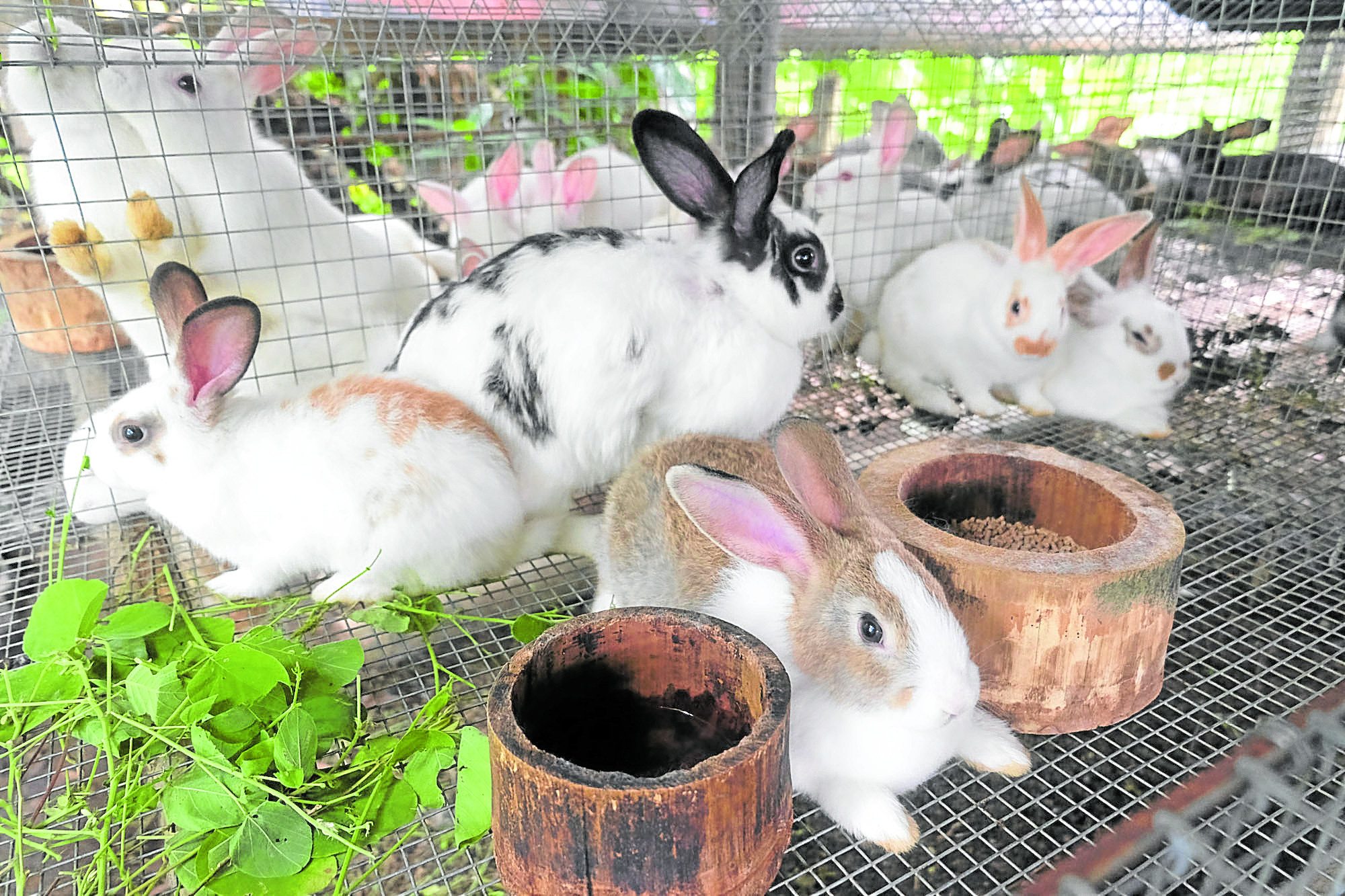 Raising Rabbits For Food Inquirer News