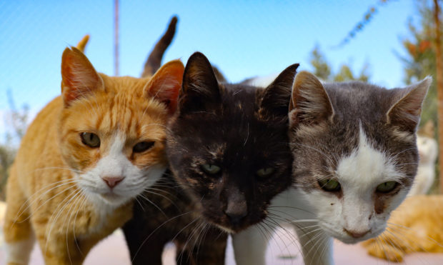 Οι γάτες της Κύπρου κρυώνουν καθώς δαγκώνει πανδημία