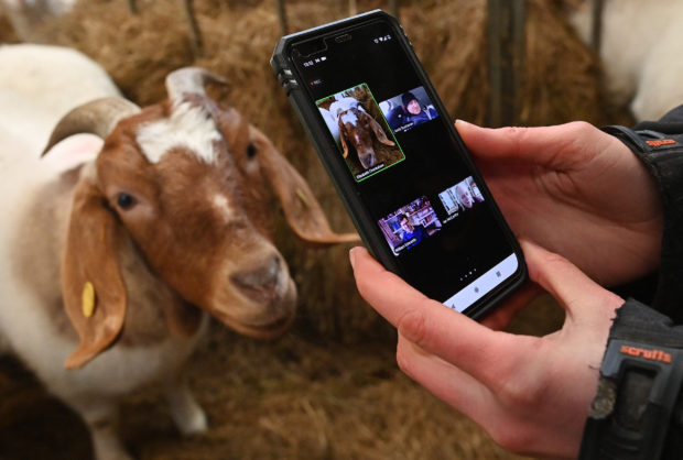 No kidding: Video calls with goats boost British farm