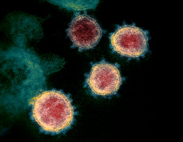 South Africa coronavirus variant 'offers immunity against other variants'