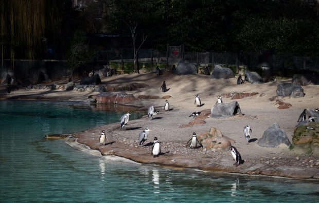 Locked down and lonely, London Zoo faces fight to survive