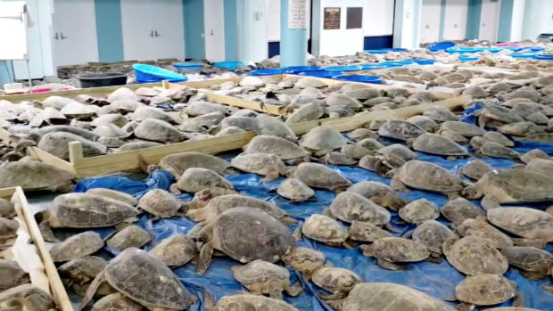 Thousands of 'cold-stunned' sea turtles rescued off coast of Texas