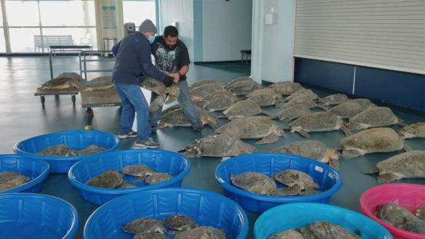 Thousands of 'cold-stunned' sea turtles rescued off coast of Texas