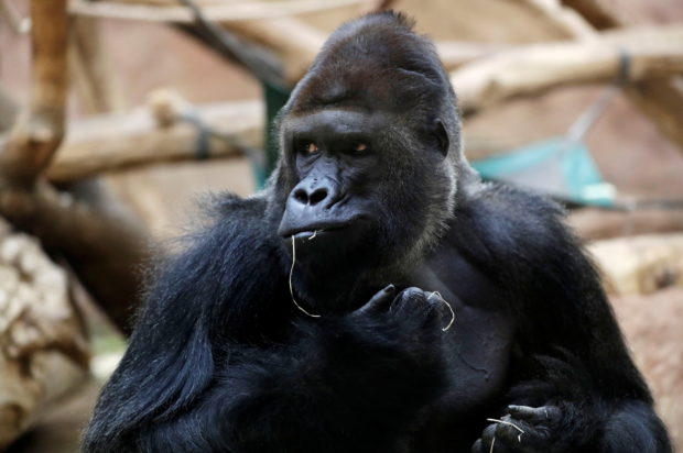 Gorilla loses appetite, lions develop cough after catching COVID-19 at Prague Zoo