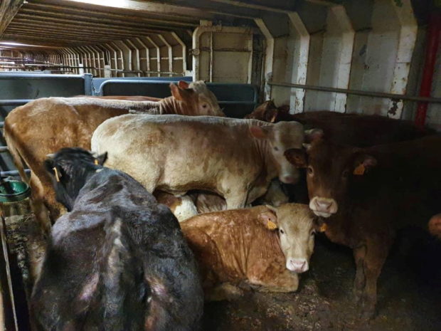 The Long Trail: After months at sea over infection worries, Spanish cattle ship returns to port