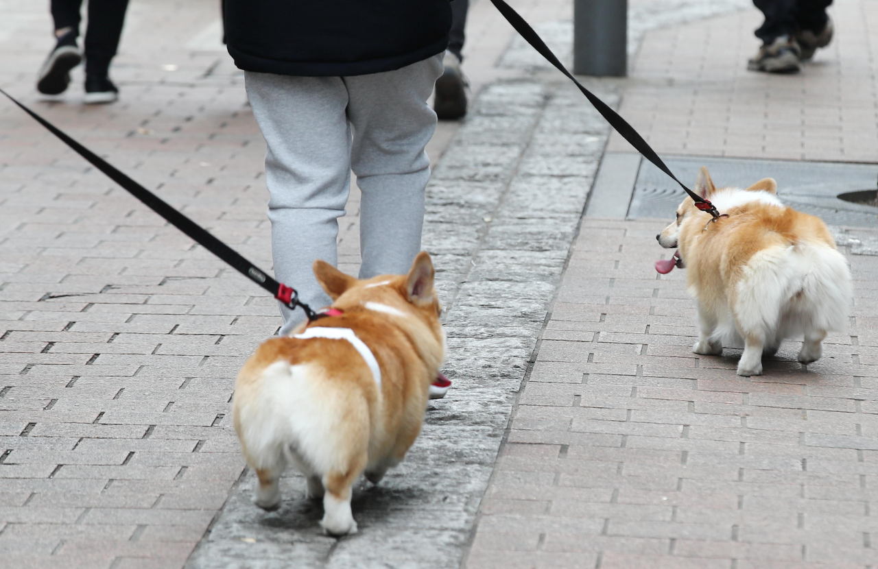 dogs walking on myeongdong