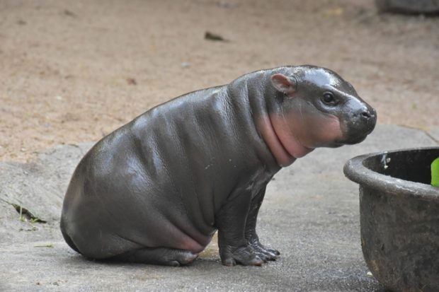 Thai zoo’s baby pygmy hippo makes first public appearance, needs name ...