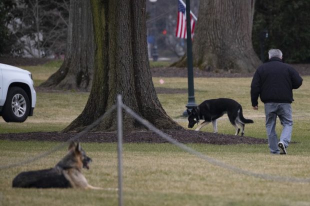 (FILES) In this file photo taken on January 25, 2021 First dogs Champ and Major Biden are seen on the South Lawn of the White House in Washington, DC. - President Joe Biden said his beloved dog Major, who got into major trouble after biting someone at the White House, is undergoing training and has not been banished. "The dog's being trained now," Biden told ABC News in an interview aired on March 17, 2021. Calling the rescue pup a "sweet dog," Biden insisted that Major poses little threat."Eighty five percent of the people there love him. He just, all he does is lick them and wag his tail," he said