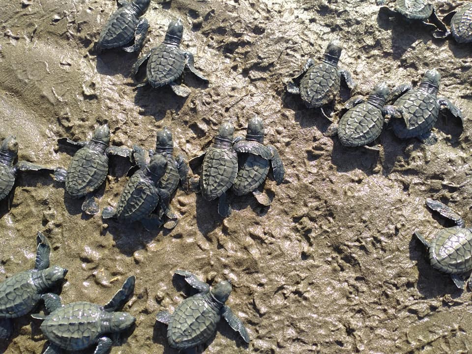 1,723 baby turtles released in Tayabas Bay | Inquirer News