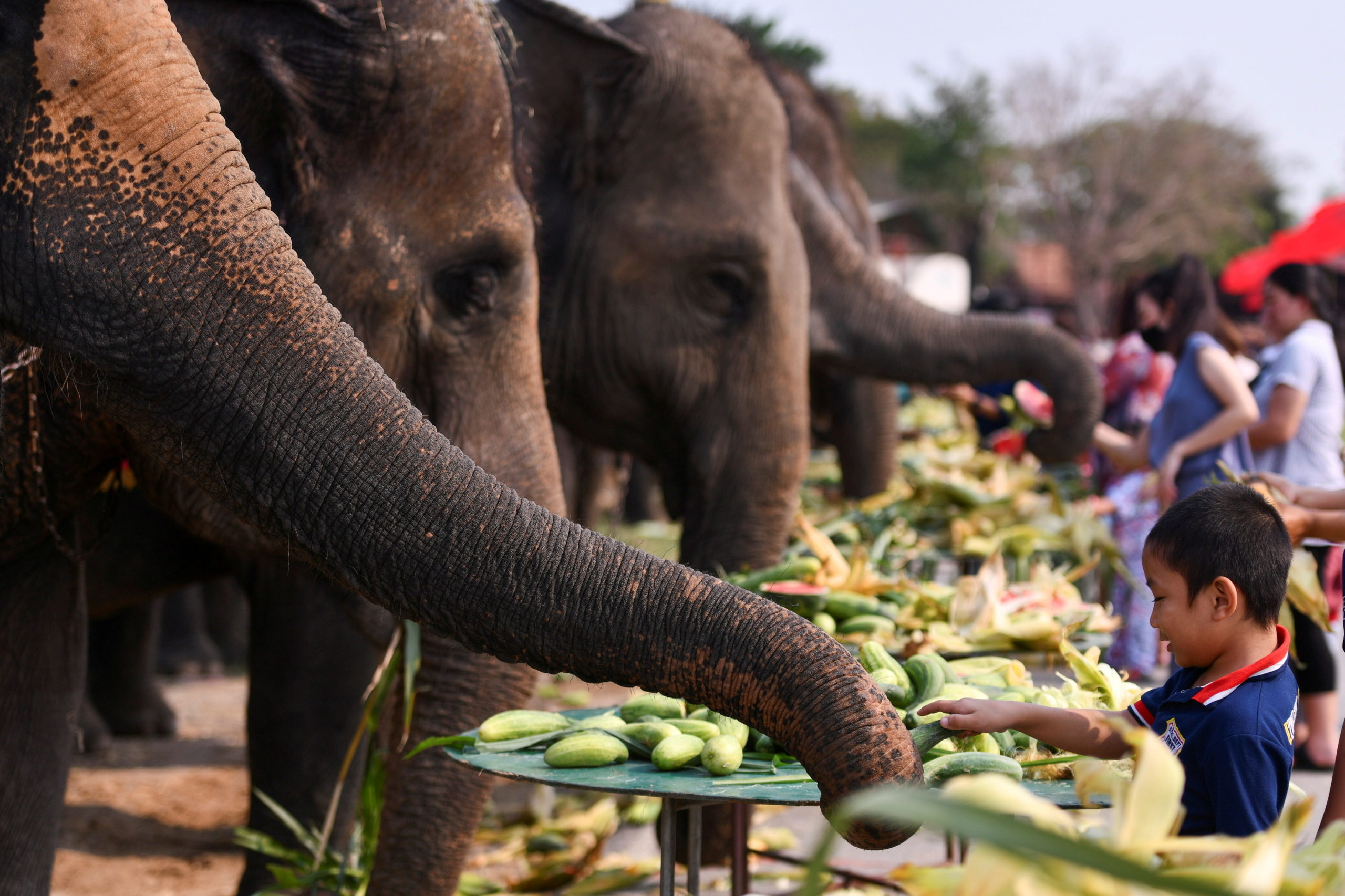 Thailand elepants