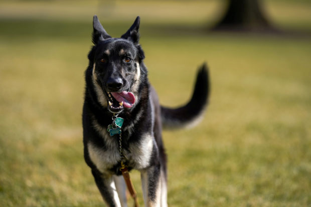 Biden's rescue pet returns to White House after more training for life as a first dog