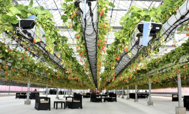 Strawberries hang high overhead in a facility operated by Totoribe Farm in Godo, Gifu Prefecture.