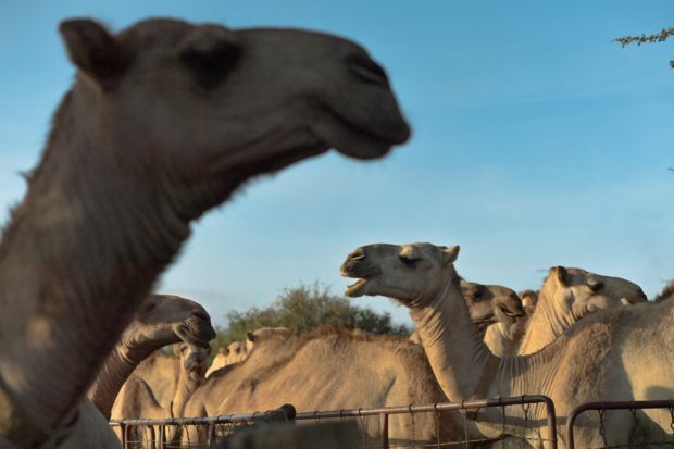 KENYA Camels