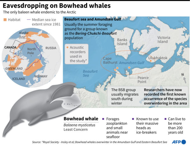 A whale chorus reveals how climate change may be shifting migration