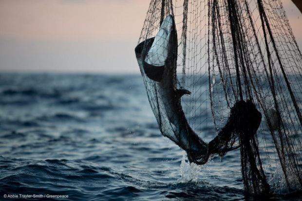 Illegal driftnet use widespread in Indian Ocean, says Greenpeace