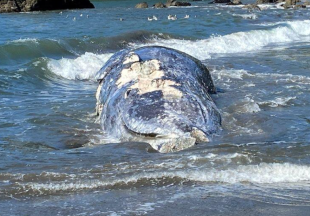 Four dead whales wash ashore on San Francisco Bay area beaches