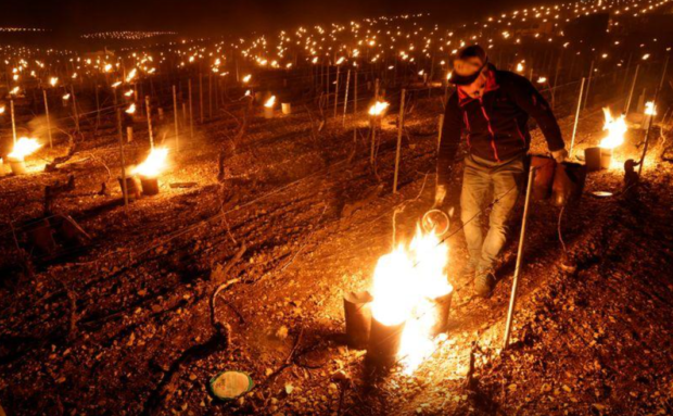 French winemakers set candles and straw ablaze to save vines from frost