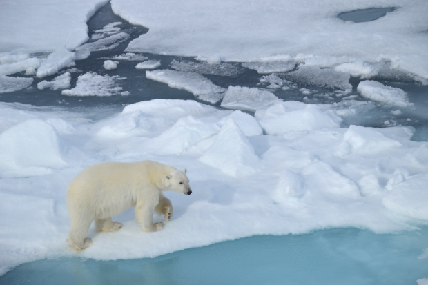 Polar bear in the arctic