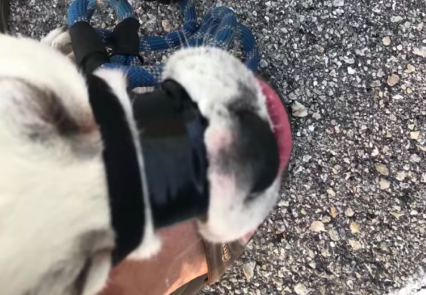 Puppy with mouth taped shut