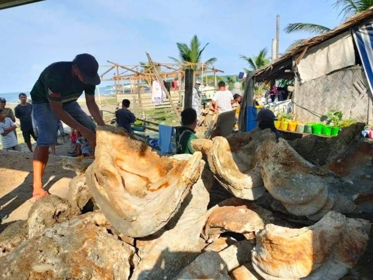 P57m In Giant Clam Shells Found In Palawan Town Inquirer News