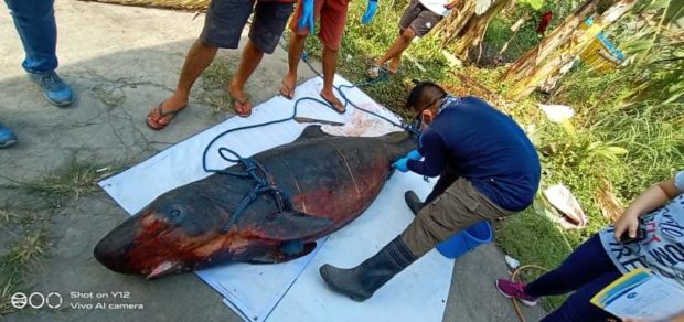 A pregnant pygmy sperm whale which was stranded at the shores of a village in Calapan City was found dead by residents. Necropsy revealed it died hungry due to being stranded on the beach by receding tides. Photo by Stephen Calayan, Contributor 