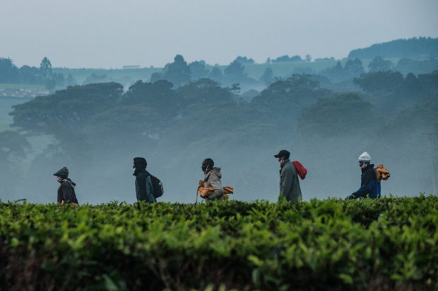 Kenya tea plantation
