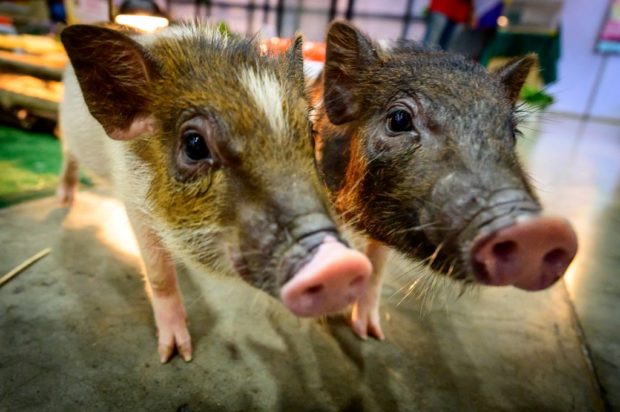 Mammals can breathe through anus in emergencies—study