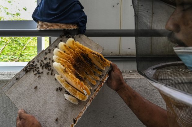 What a buzz: saving Malaysia's bees, one nest at a time