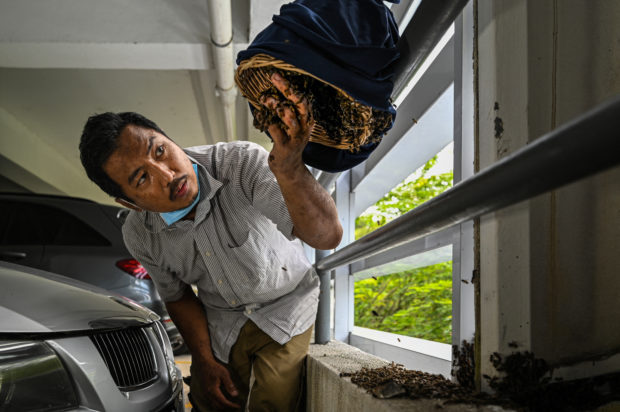 What a buzz: saving Malaysia's bees, one nest at a time