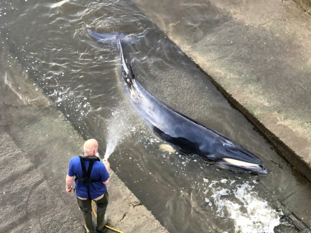 Minke whale calf spotted upstream in London as fears grow for its survival